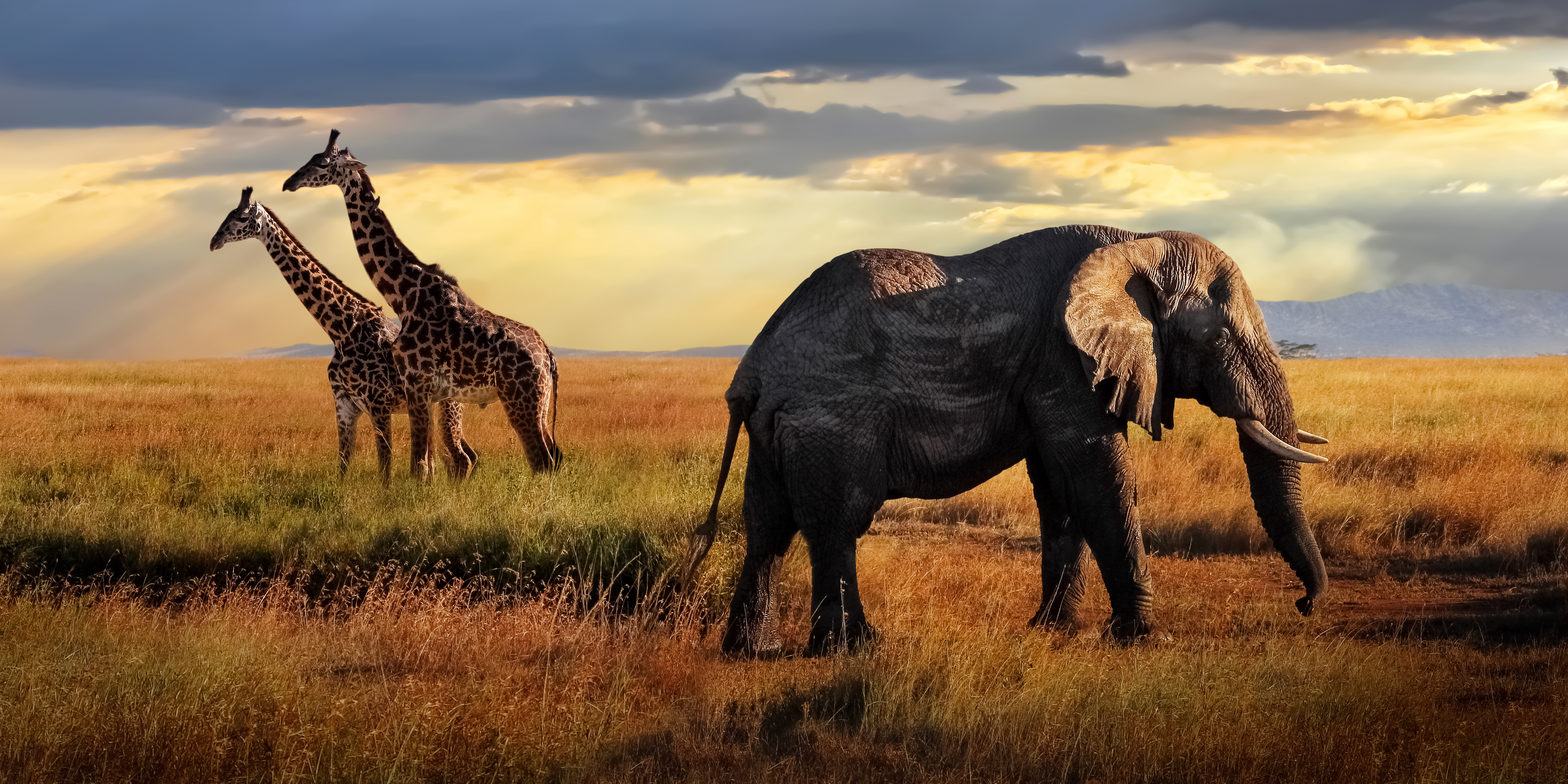 African Huge Elephants Giraffes Serengeti National Park Tanz