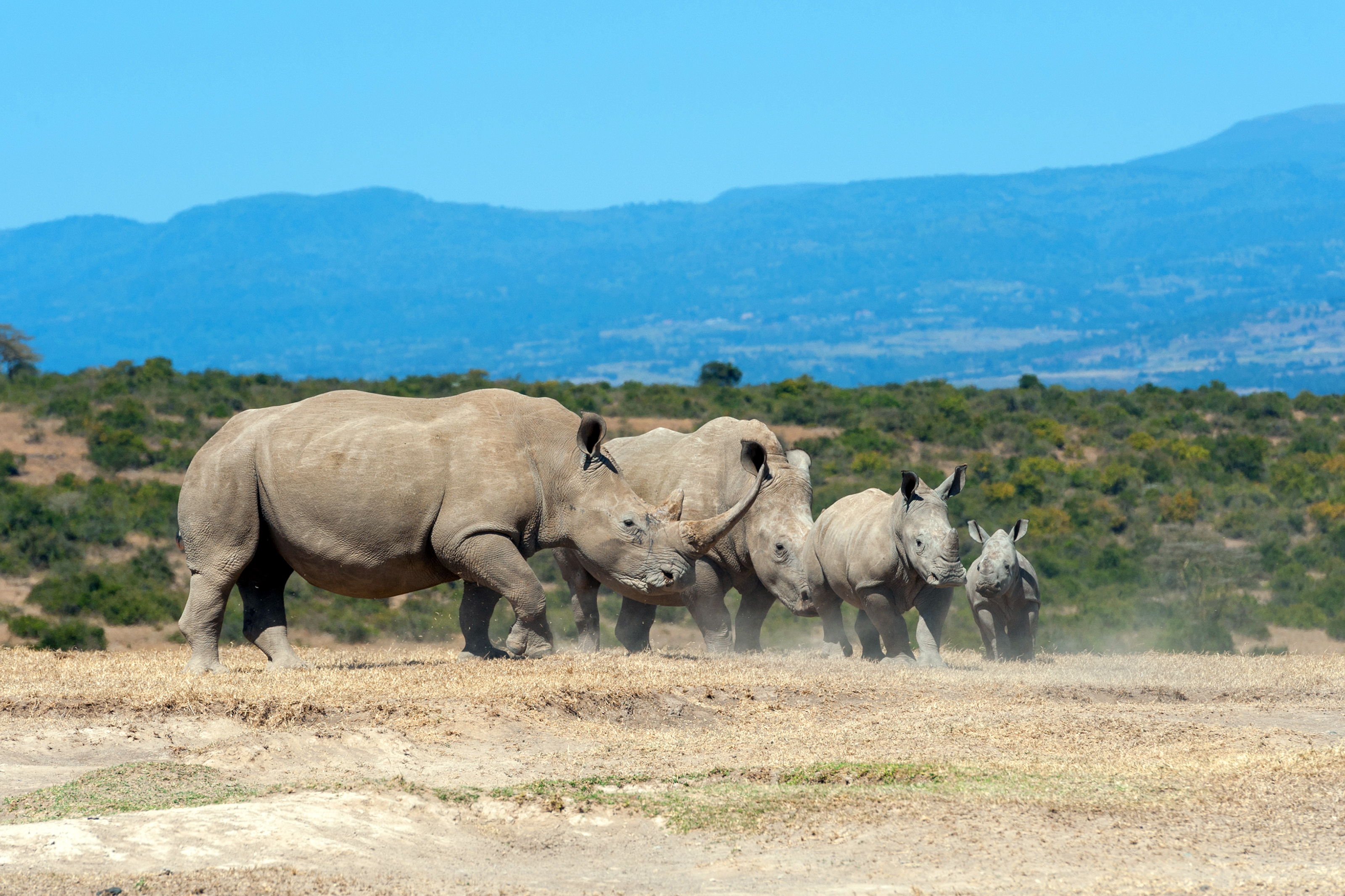 White rhino in Kenya
