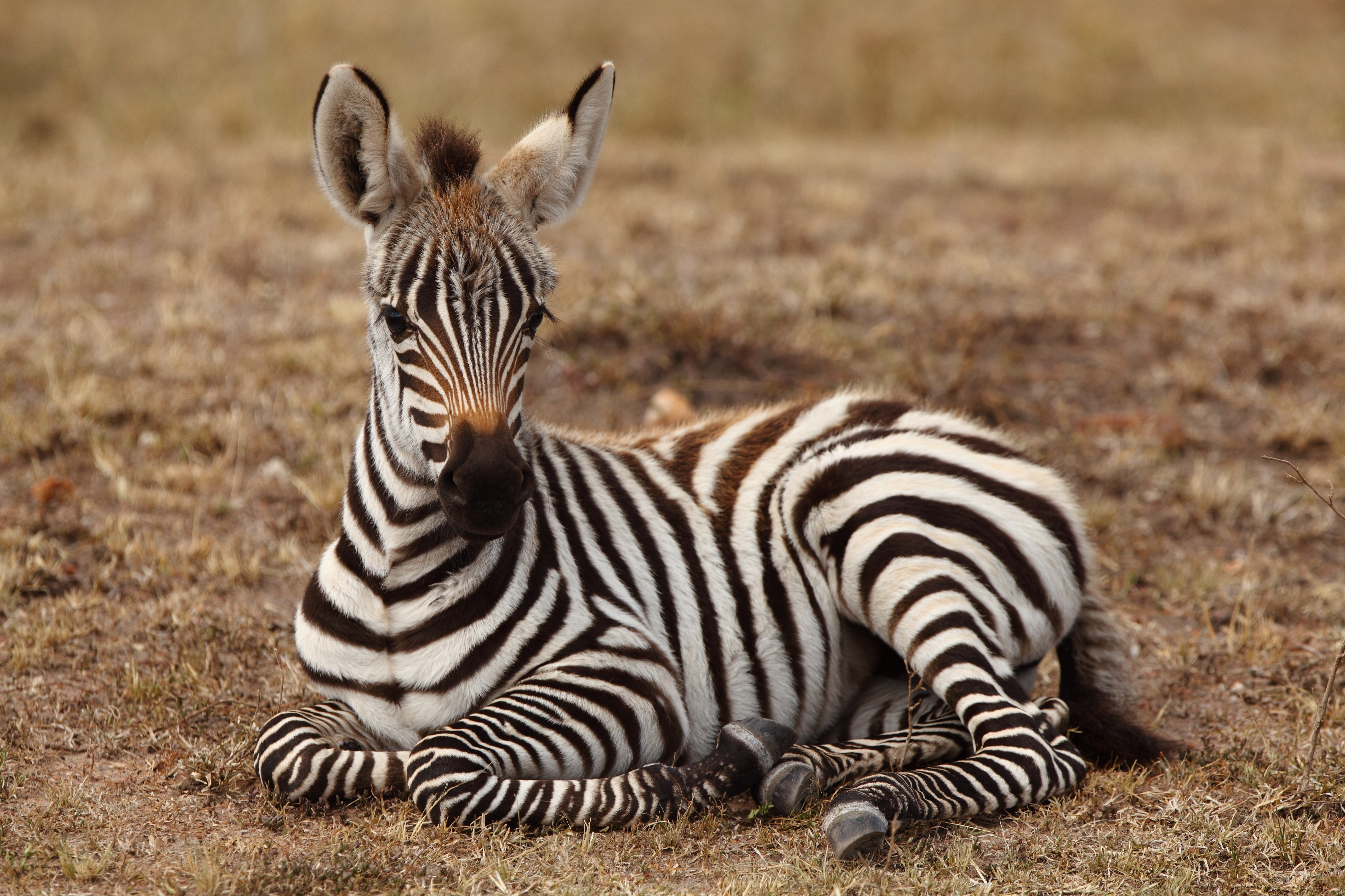 Baby zebra in the jungle