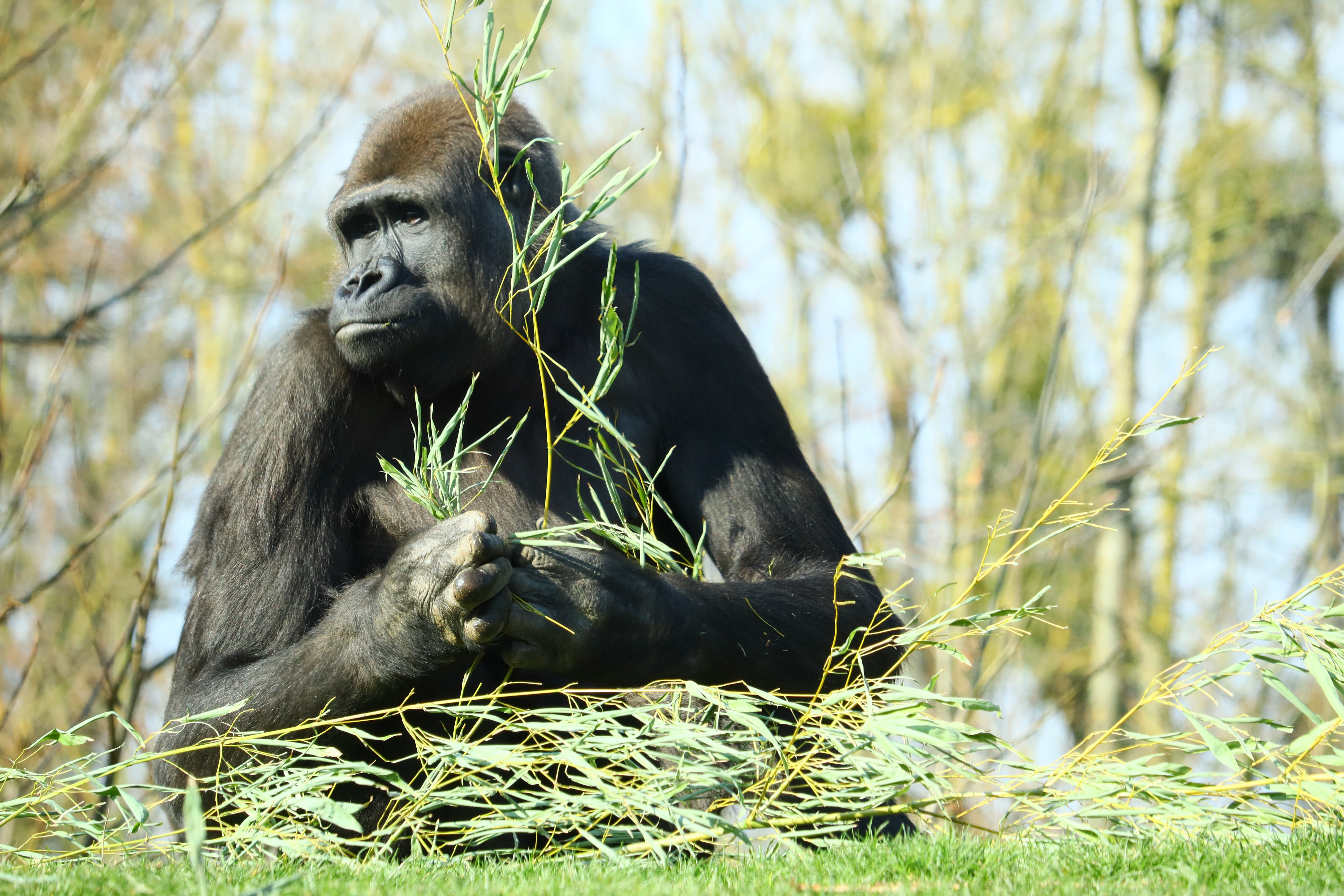 Gorilla in the wild