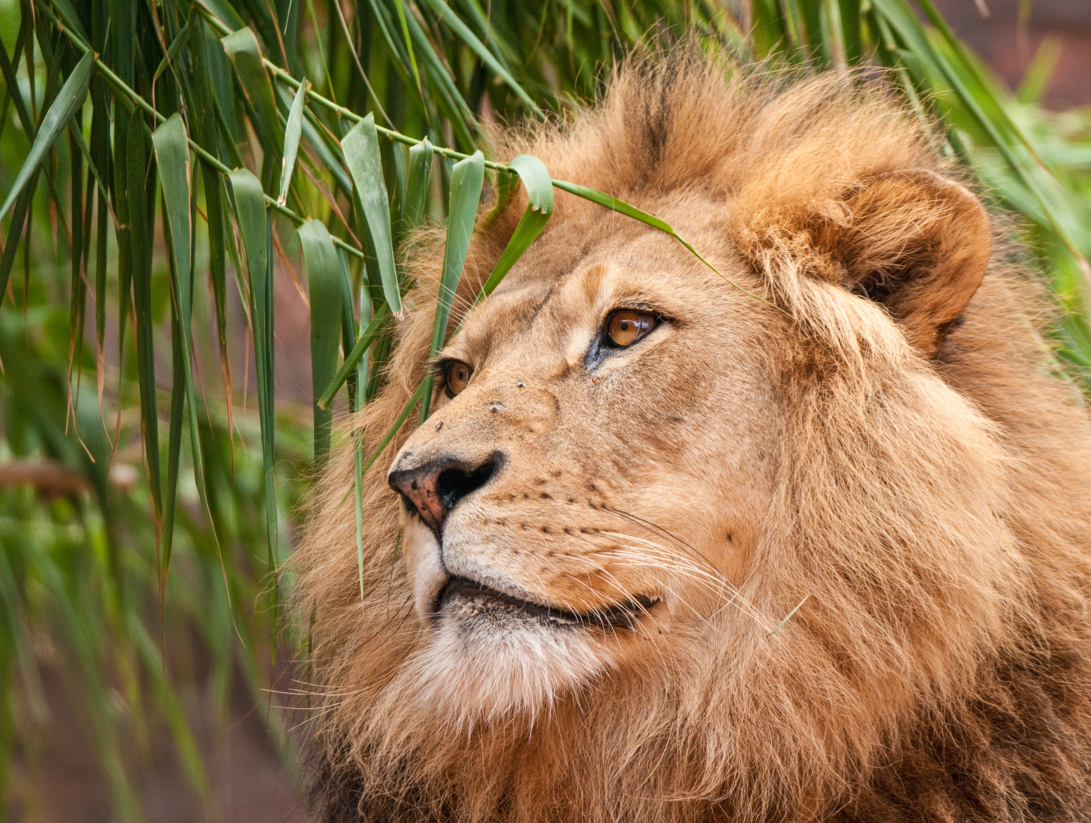 Majestic lion