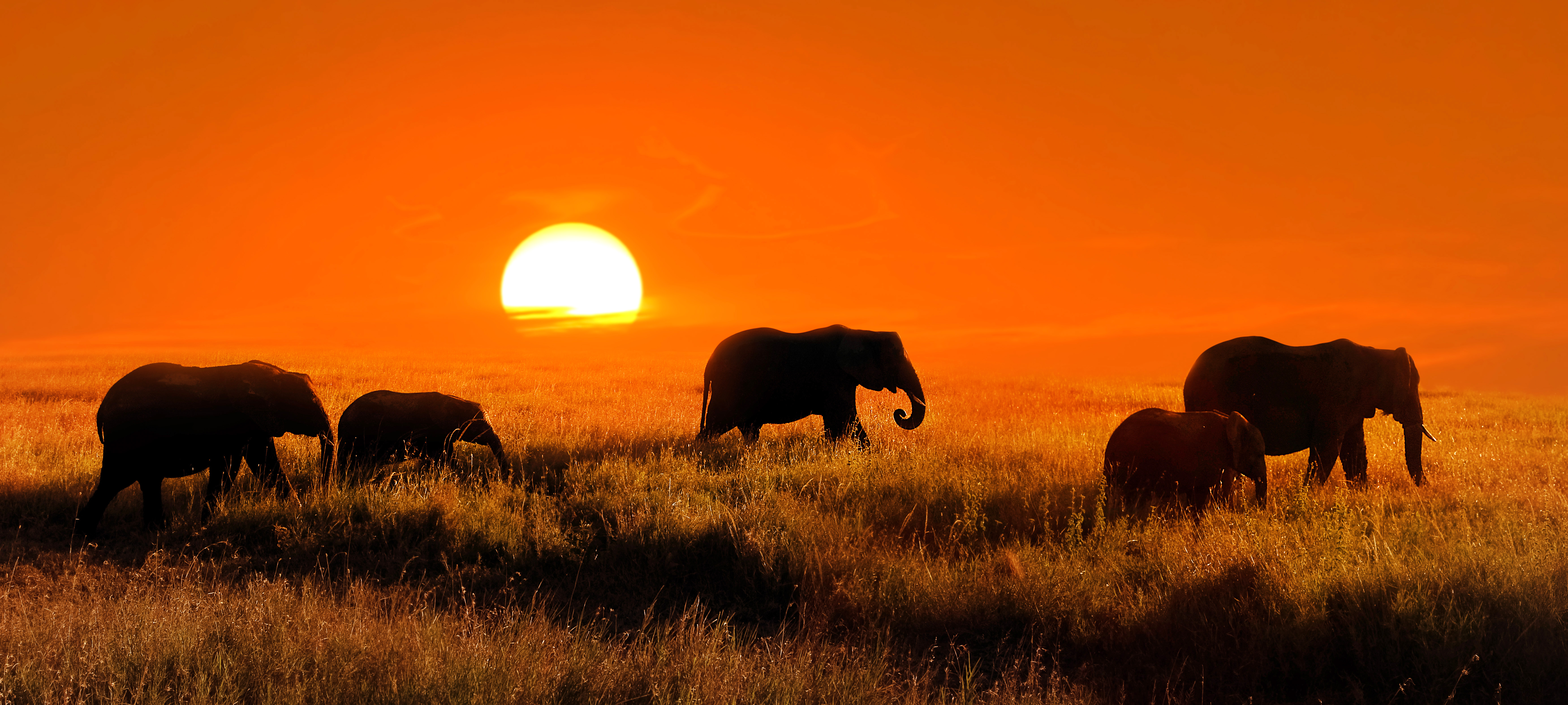 Elephants at sunset