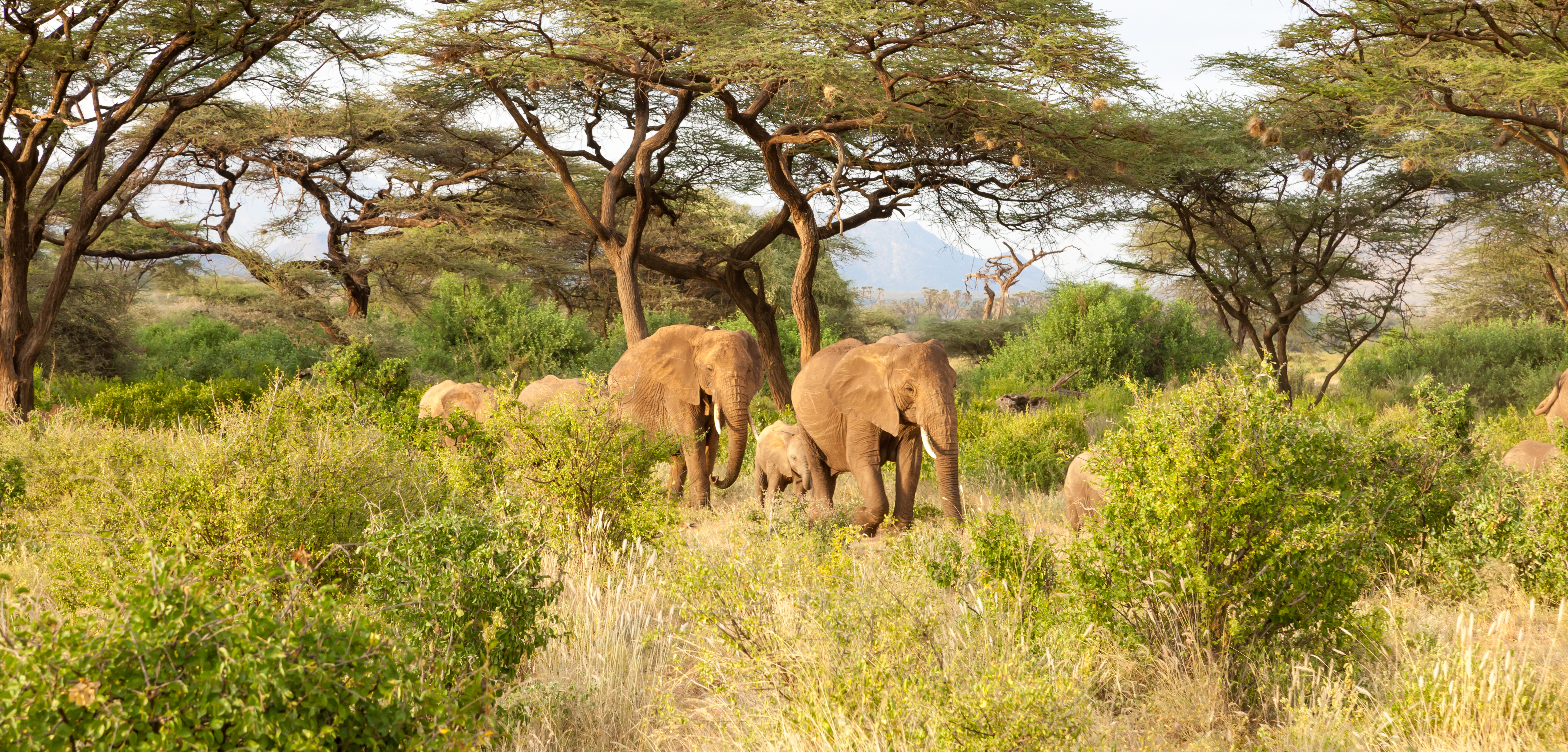 Elephants drinking
