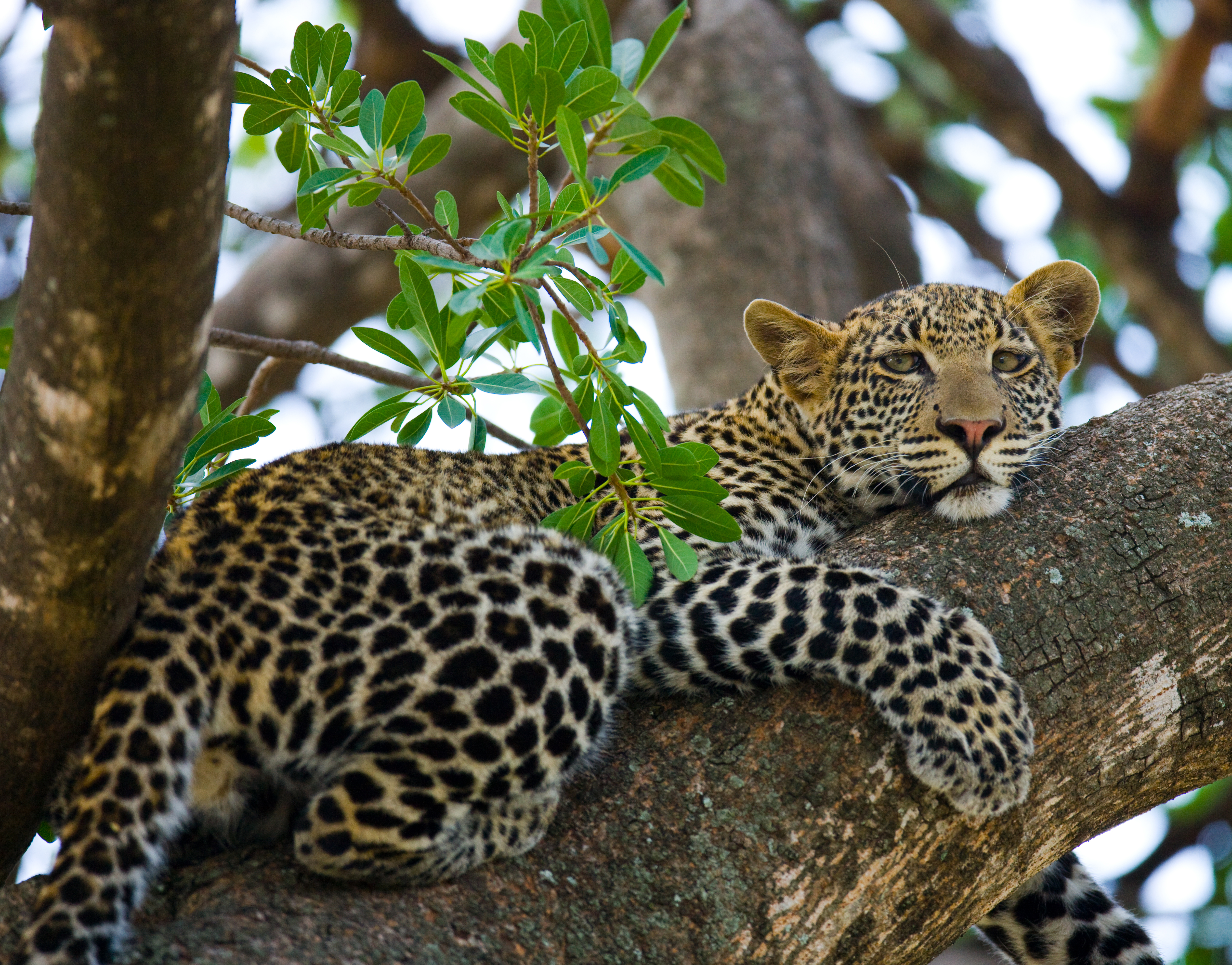 Leopard resting on a tree