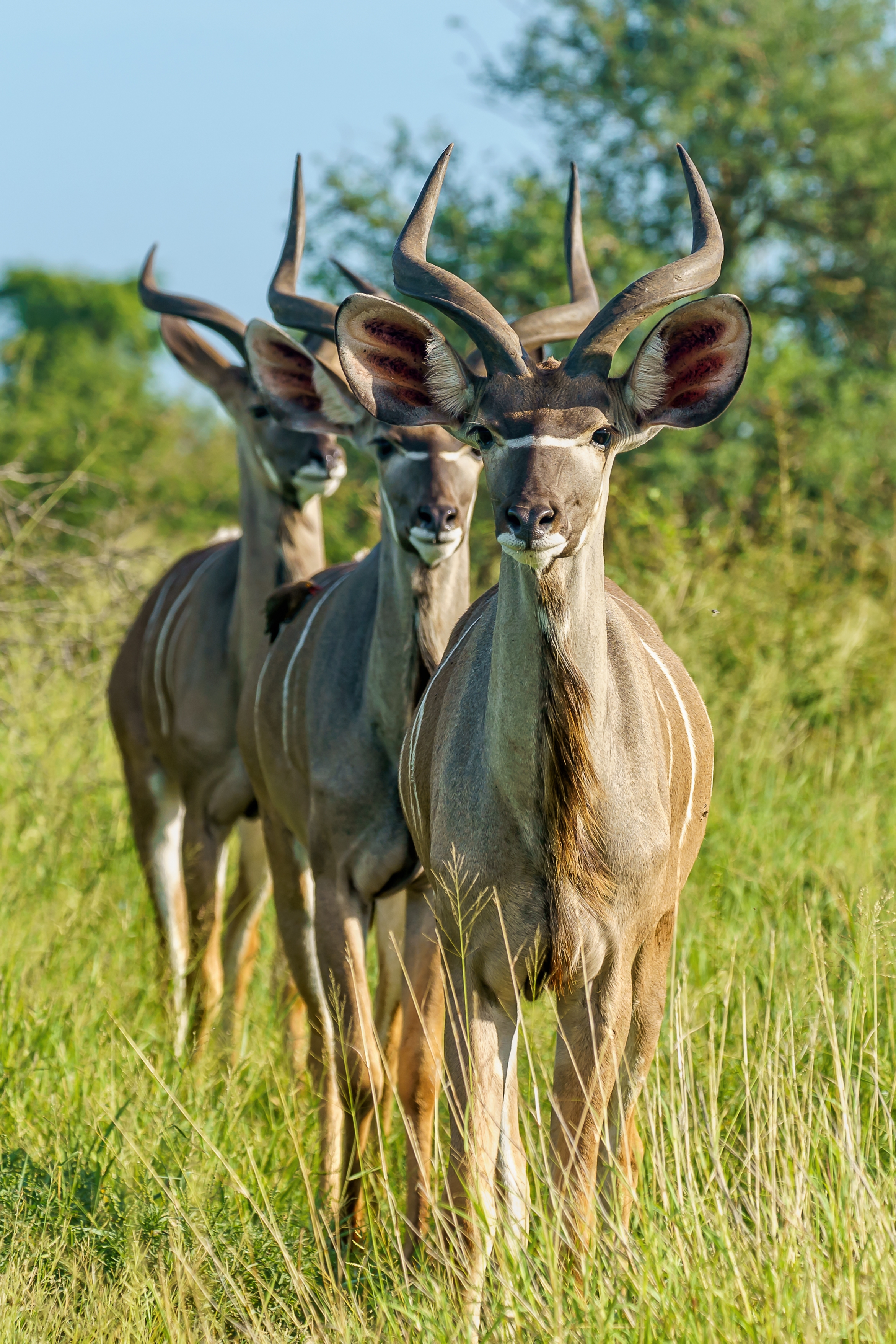 Kudu antelopes