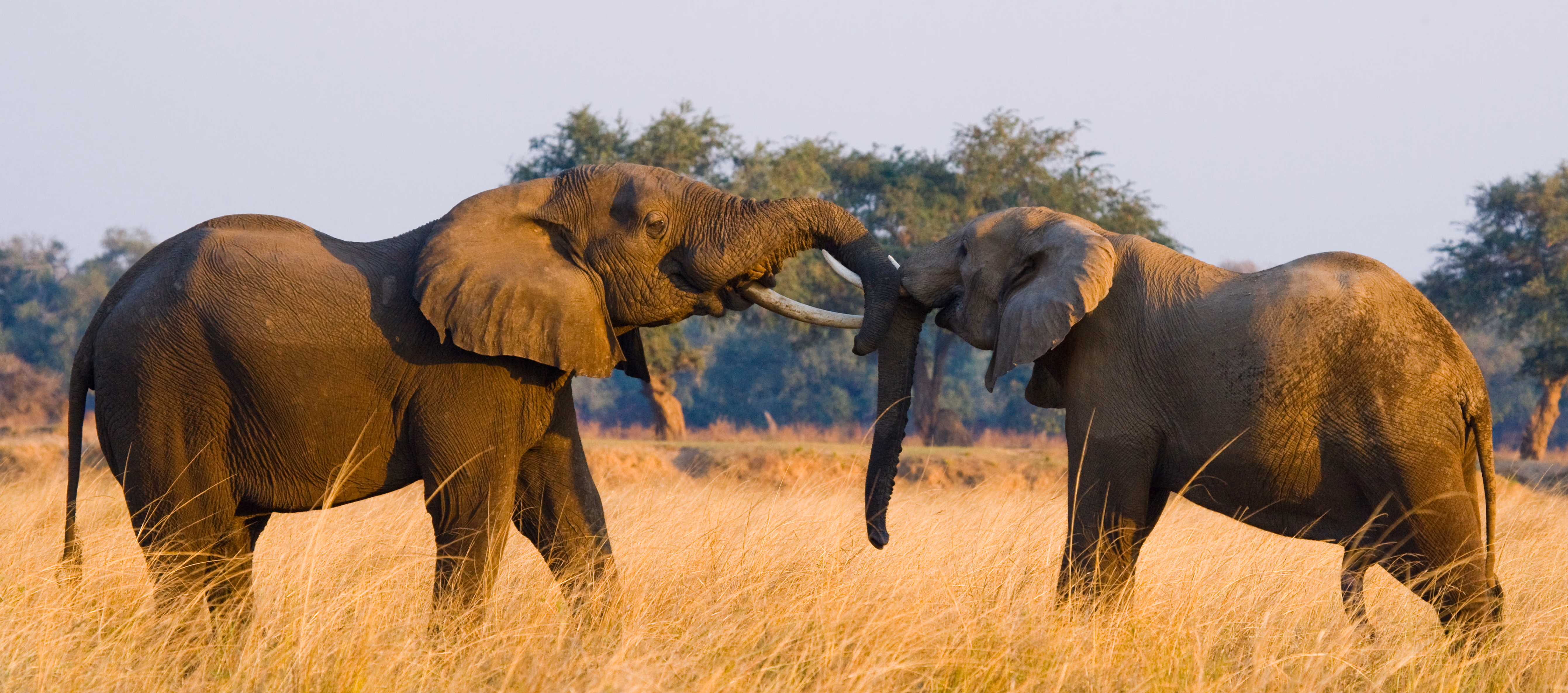 Chobe National Park