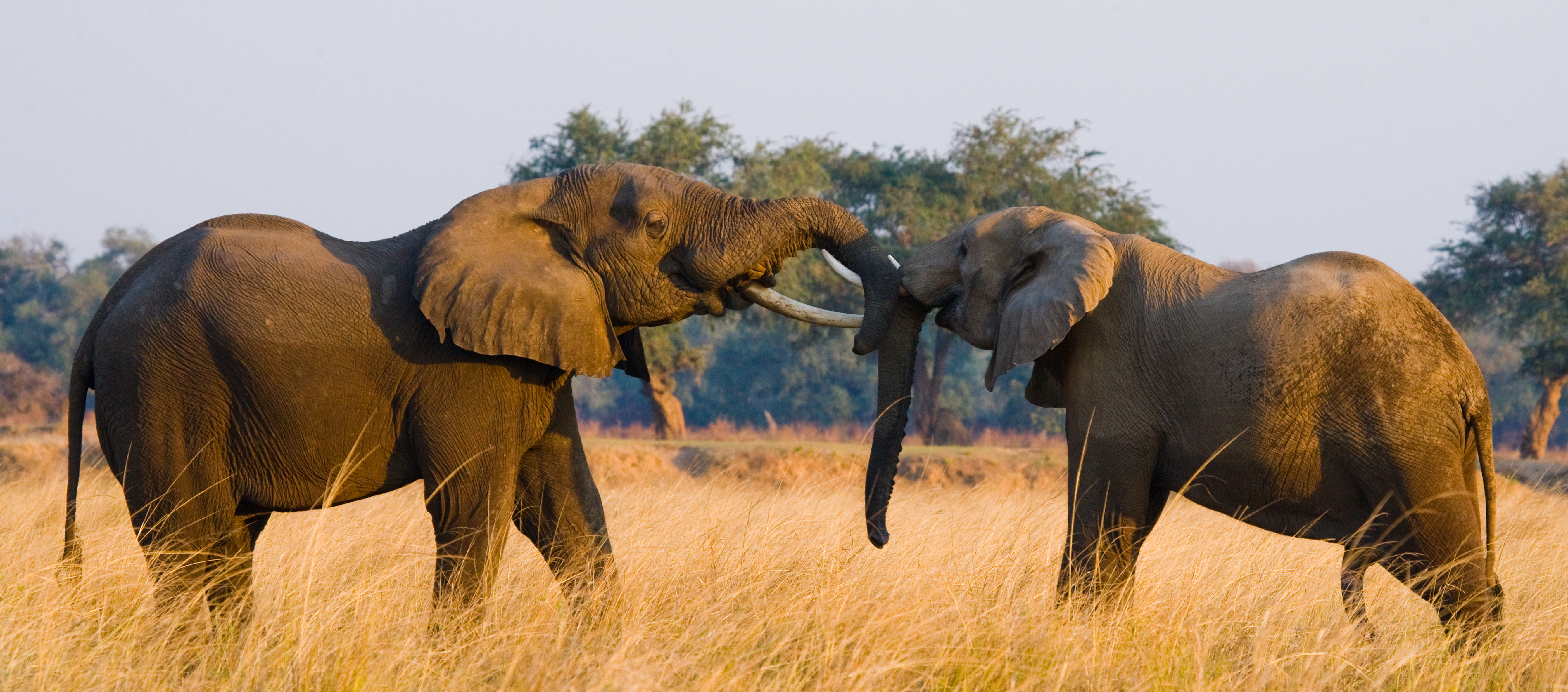 Two elephants playing